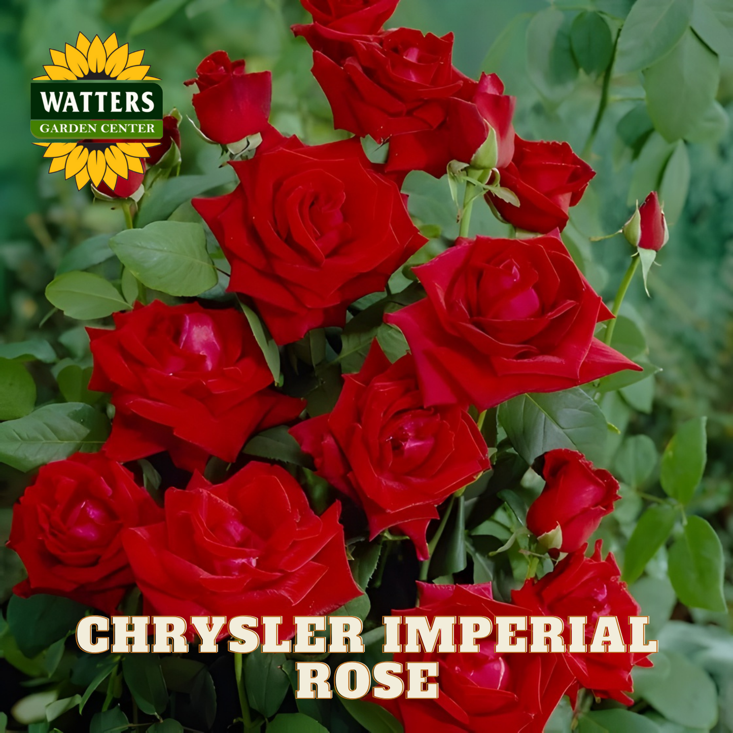 Bouquet of red roses with Watters Garden Center logo and 'Chrysler Imperial Rose' text.