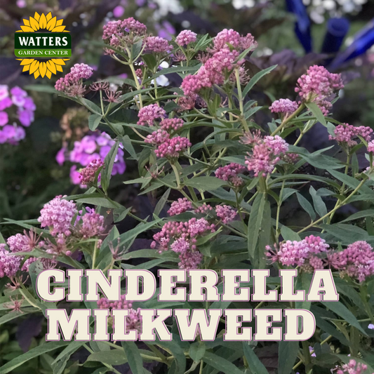 CINDERELLA MILKWEED 1gal