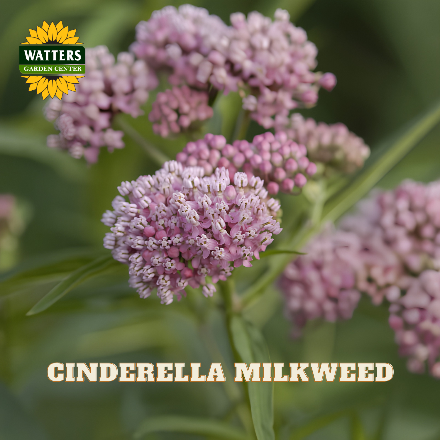Close-up of pink and white milkweed flowers with green leaves, featuring the Watters Garden Center logo in the top left and the text 'CINDERELLA MILKWEED' at the bottom.