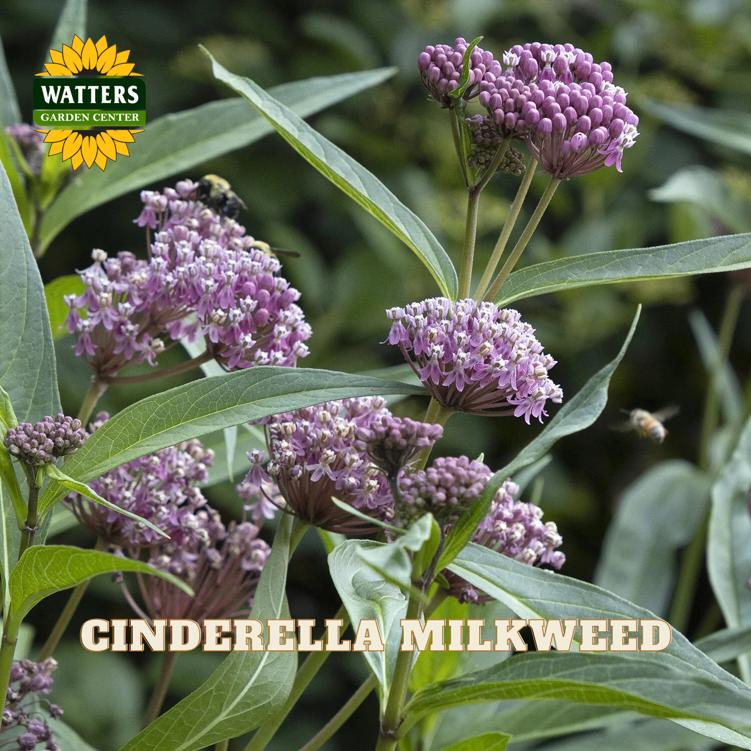 Cinderella milkweed plant with clusters of small purple flowers and green leaves, shown outdoors with a Watters Garden Center logo and the text 'CINDERELLA MILKWEED' overlaid.