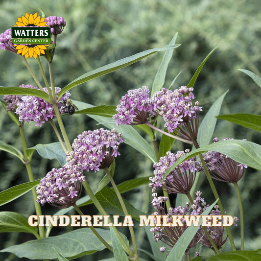 Cinderella milkweed plant with clusters of small purple flowers and green leaves, shown outdoors with a Watters Garden Center logo and 'CINDERELLA MILKWEED' text overlay.