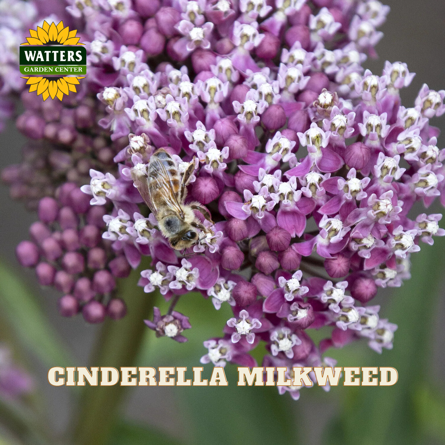Close-up of a cluster of purple and white milkweed flowers with a bee on one bloom, plus the text 'CINDERELLA MILKWEED' and a Watters Garden Center logo in the top left.