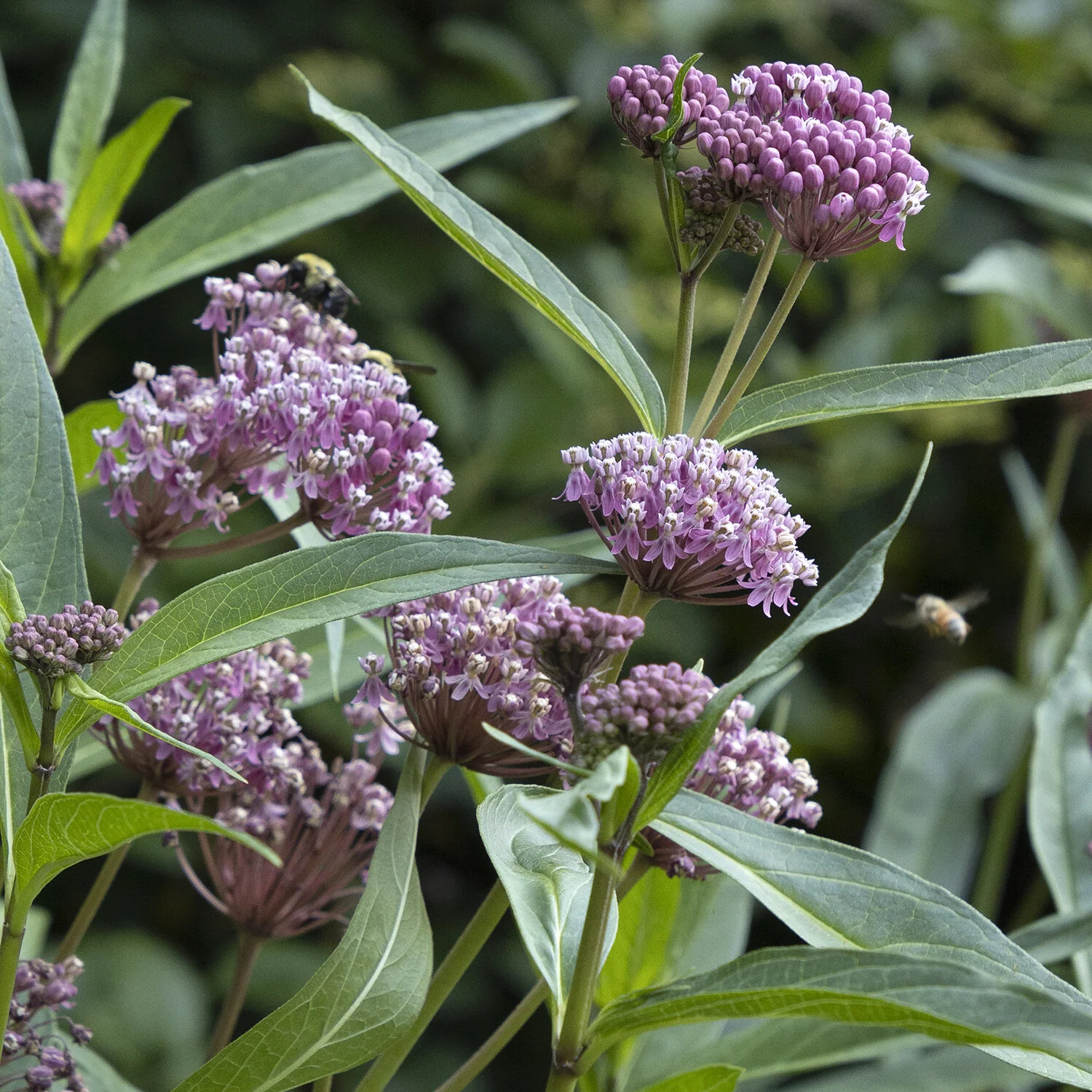 Purple milkweed flowers with green leaves in a natural outdoor setting, with a bee visible in the background.