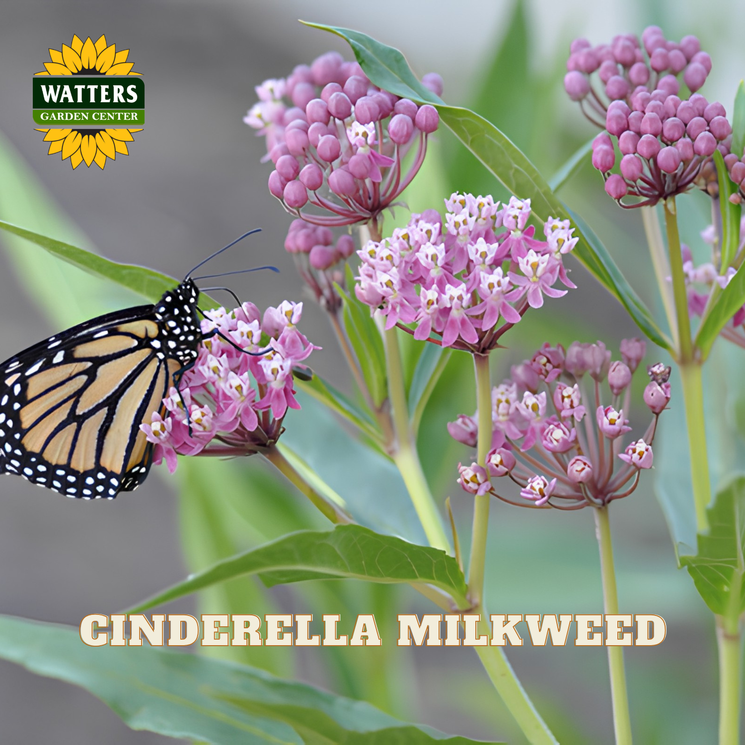 Cinderella milkweed plant with pink and white flowers, green leaves, a monarch butterfly on the left, and a Watters Garden Center logo with the text 'CINDERELLA MILKWEED' at the bottom.
