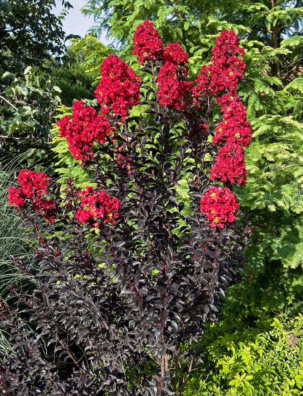 SHADOW MAGIC CRAPE MYRTLE 2gal