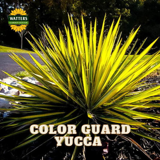 COLOR GUARD YUCCA 1gal