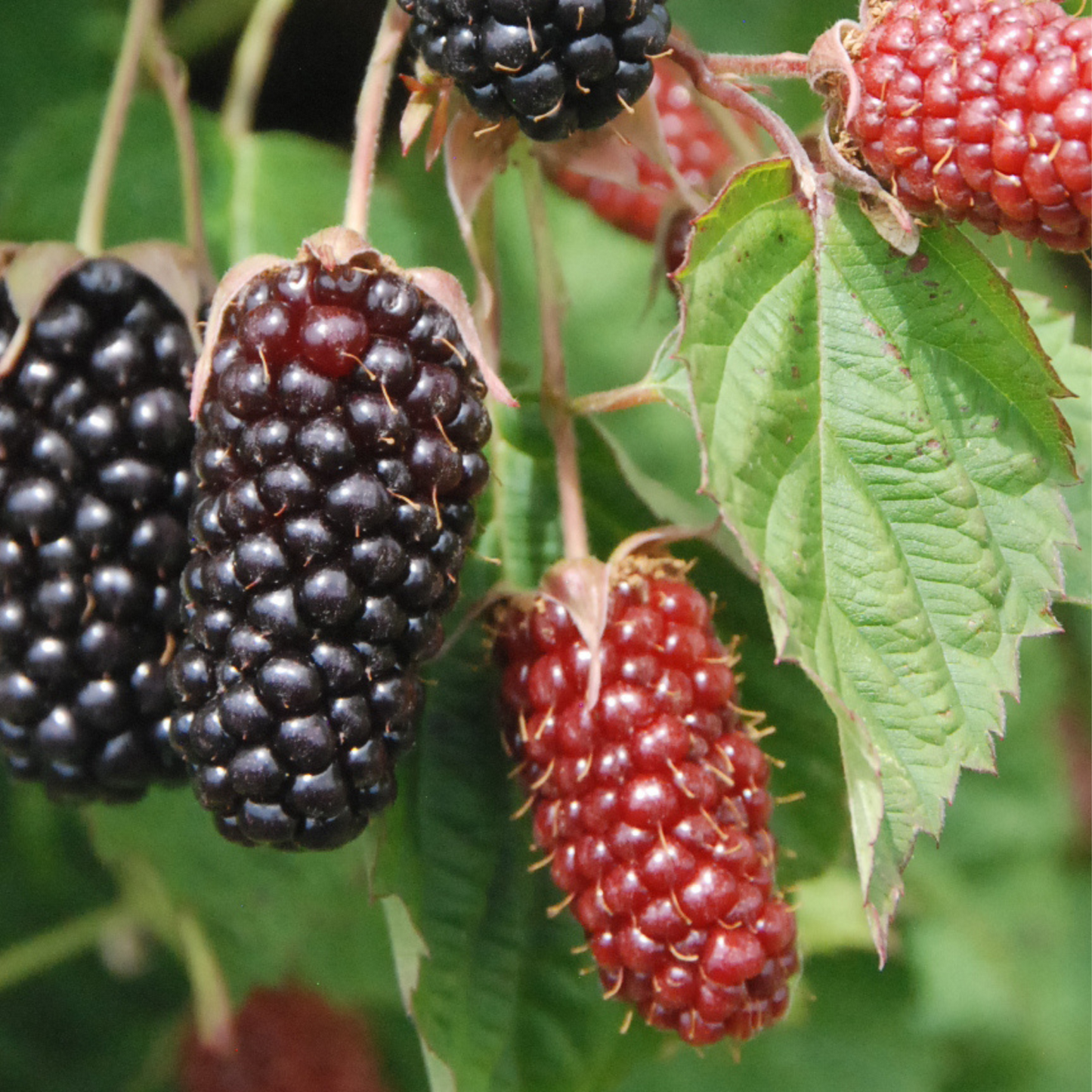 COLUMBIA STAR THORNLESS BLACKBERRY 1gal