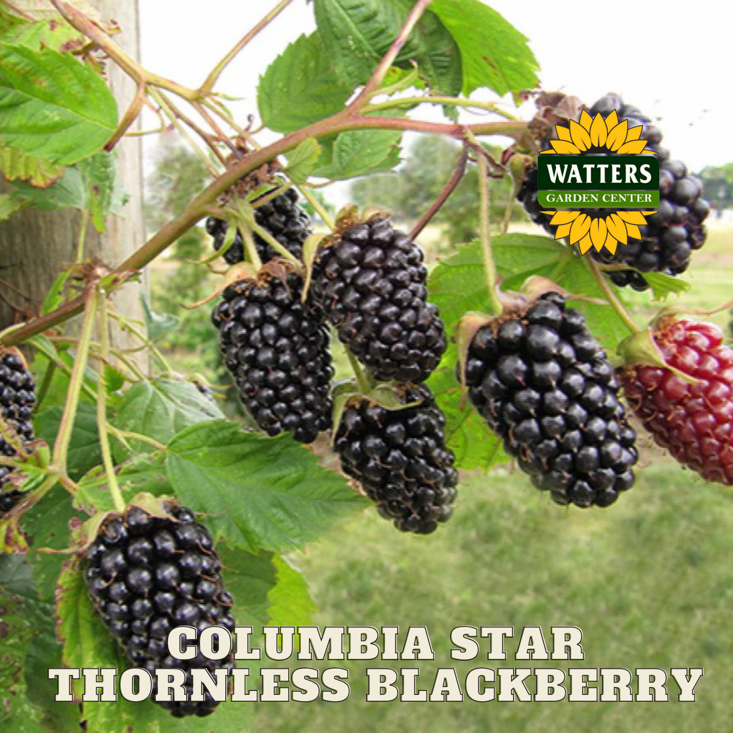 COLUMBIA STAR THORNLESS BLACKBERRY 1gal