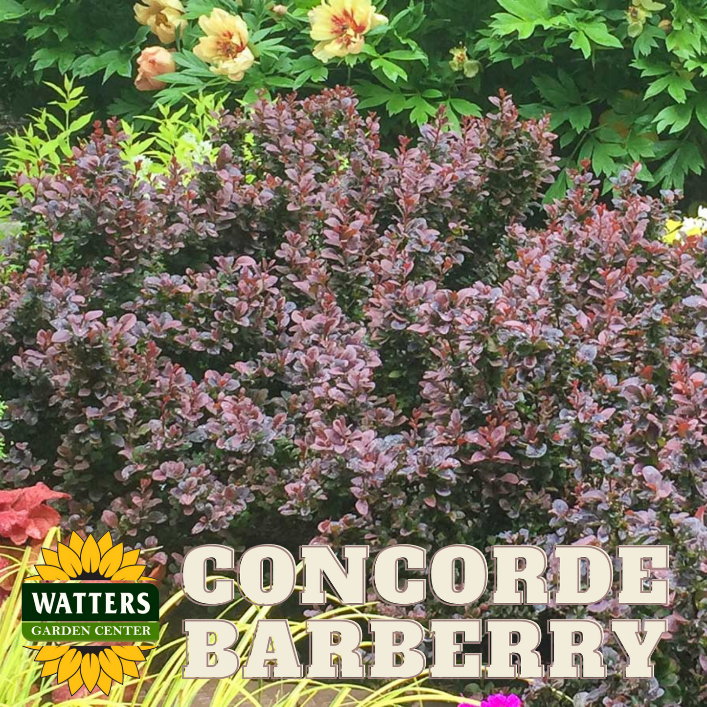 CONCORDE BARBERRY 3gal