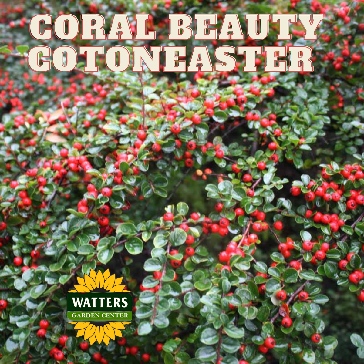 CORAL BEAUTY COTONEASTER 1gal