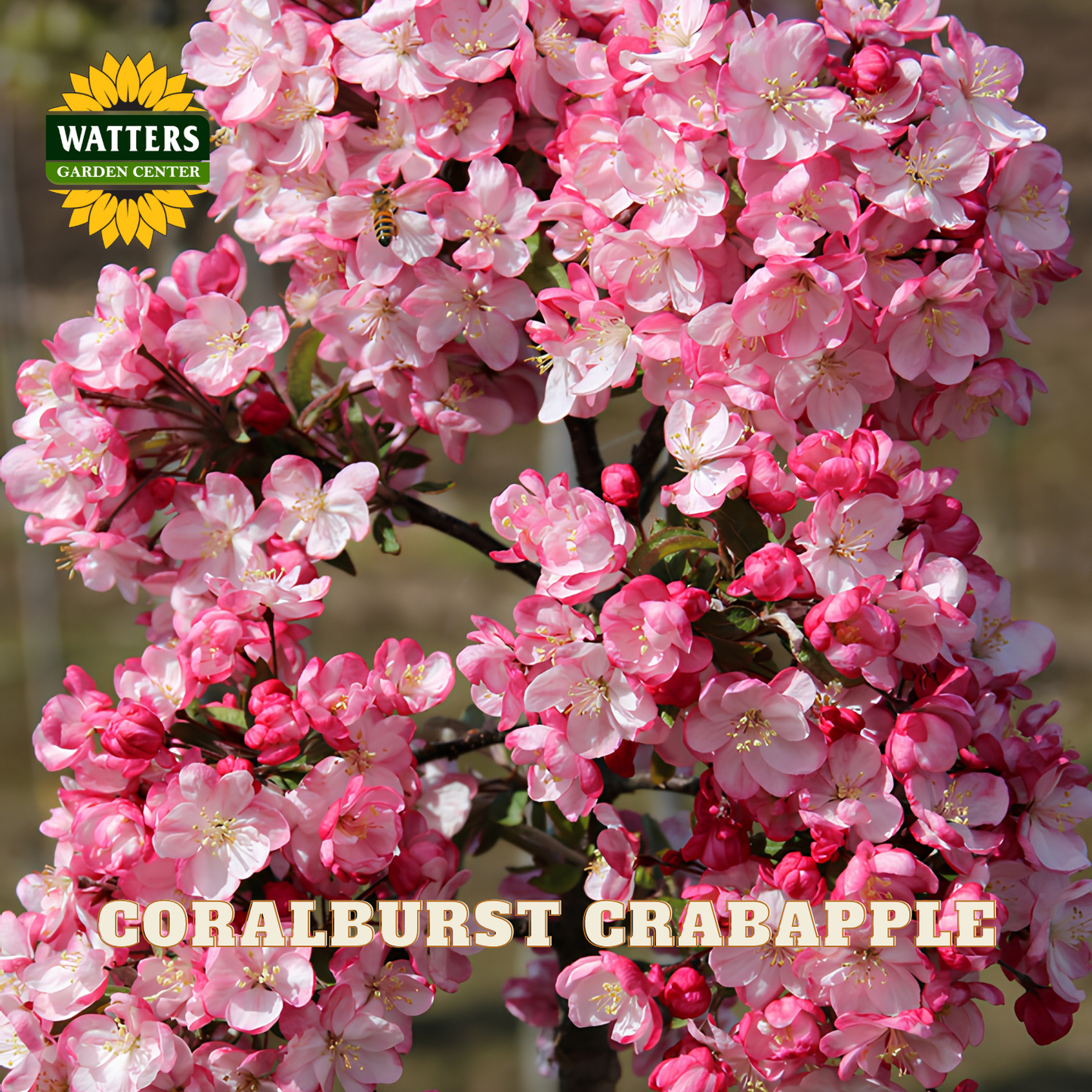 Close-up of Coralburst Crabapple blossoms in full pink and white bloom with a Watters Garden Center logo in the top left and the text 'CORALBURST CRABAPPLE' at the bottom.