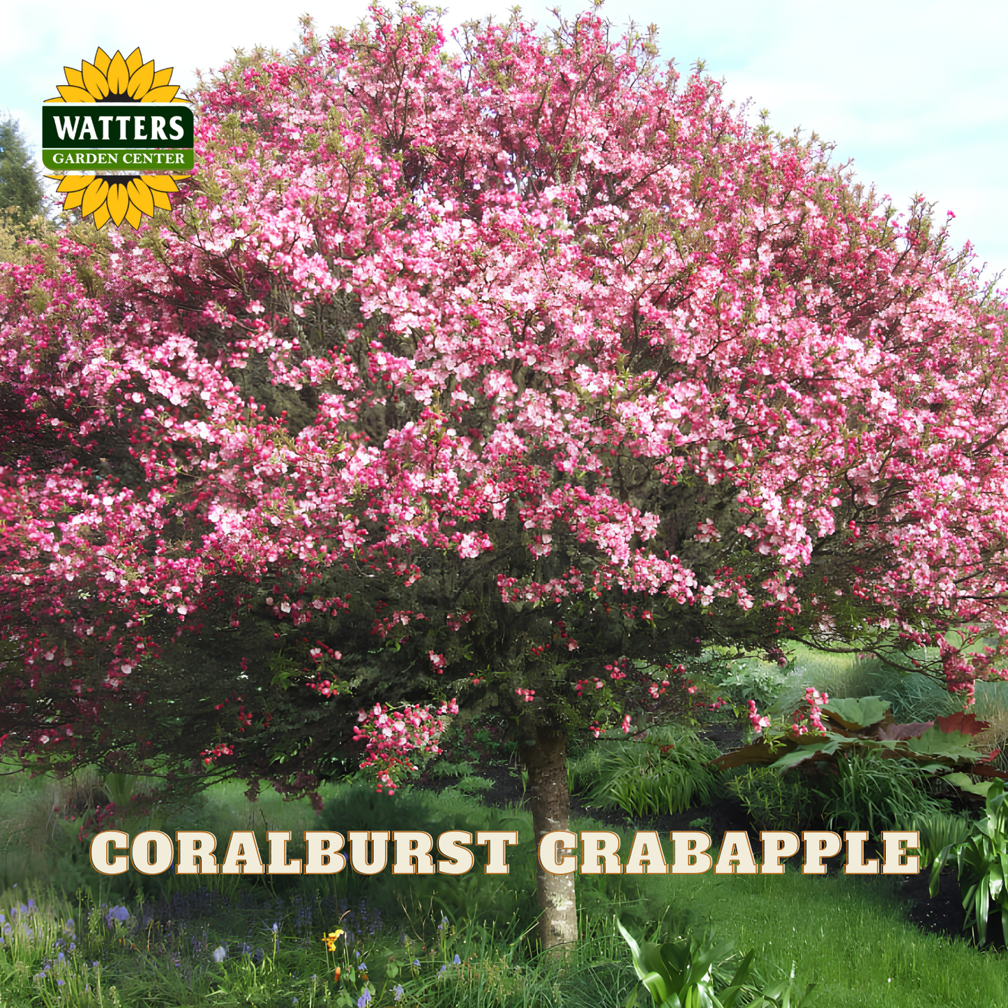 A flowering crabapple tree in full bloom with dense pink blossoms and green foliage, shown outdoors in a garden setting. The text 'CORALBURST CRABAPPLE' appears at the bottom, and the Watters Garden Center logo is in the upper left corner.