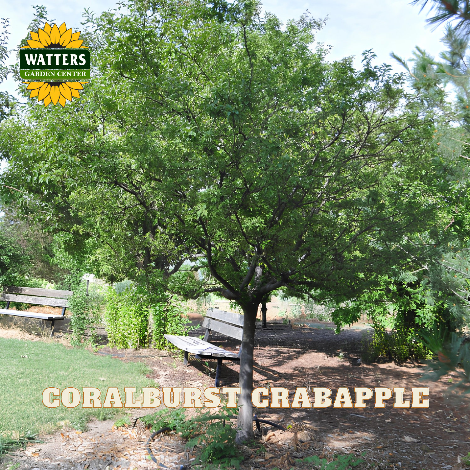 A young crabapple tree with green leaves and a gray trunk, shown outdoors in a garden setting with benches and mulch. The text 'CORALBURST CRABAPPLE' is overlaid at the bottom, and the 'WATTERS GARDEN CENTER' logo is in the top left corner.