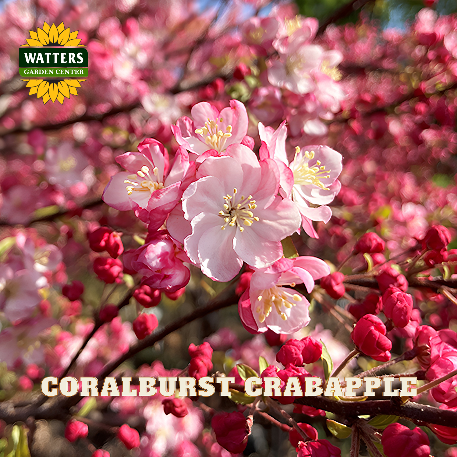 Close-up of Coralburst Crabapple blossoms in pink and white with yellow centers, growing on a branch, with the Watters Garden Center logo in the top left and the text 'CORALBURST CRABAPPLE' at the bottom.