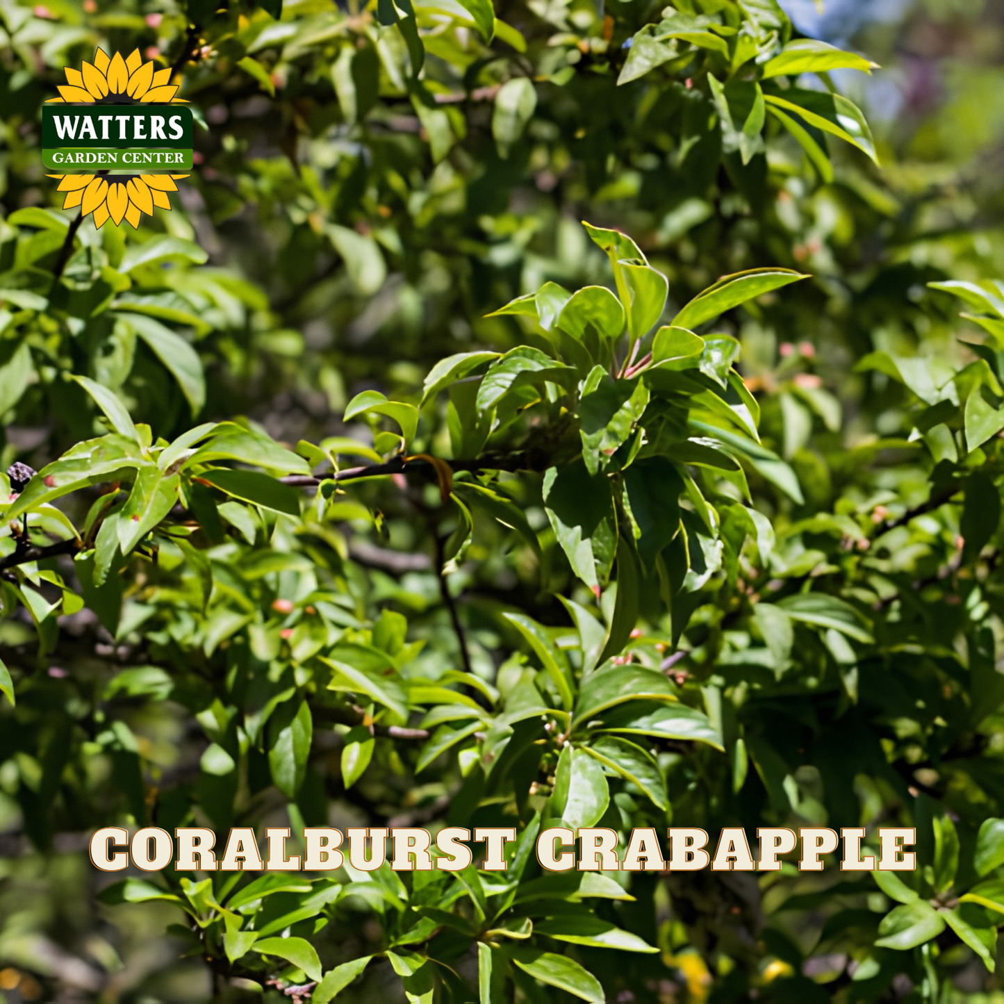 A close-up of a Coralburst Crabapple tree branch with green leaves and small buds, featuring the Watters Garden Center logo in the top left and the text 'CORALBURST CRABAPPLE' at the bottom.