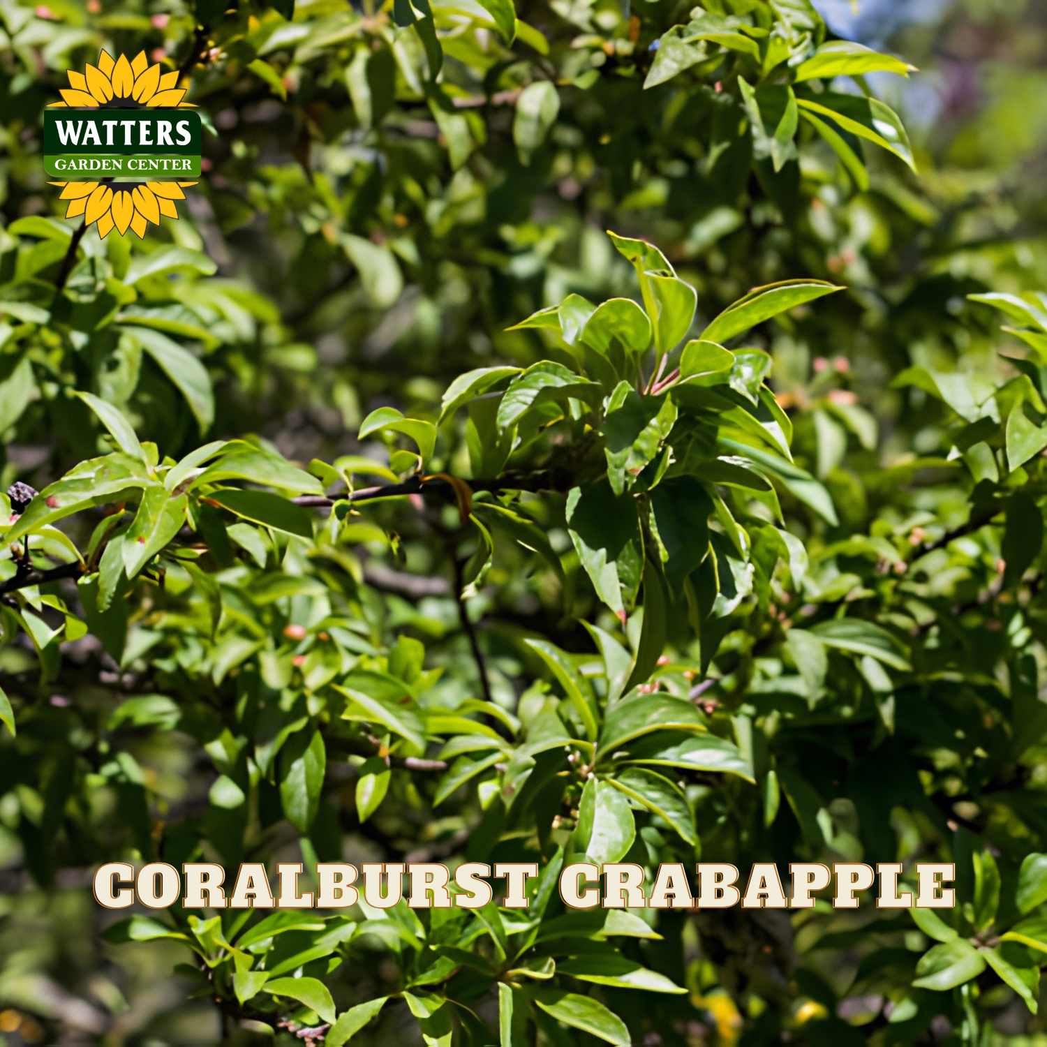 A close-up of a Coralburst Crabapple tree branch with green leaves and small buds, featuring the Watters Garden Center logo in the top left and the text 'CORALBURST CRABAPPLE' at the bottom.