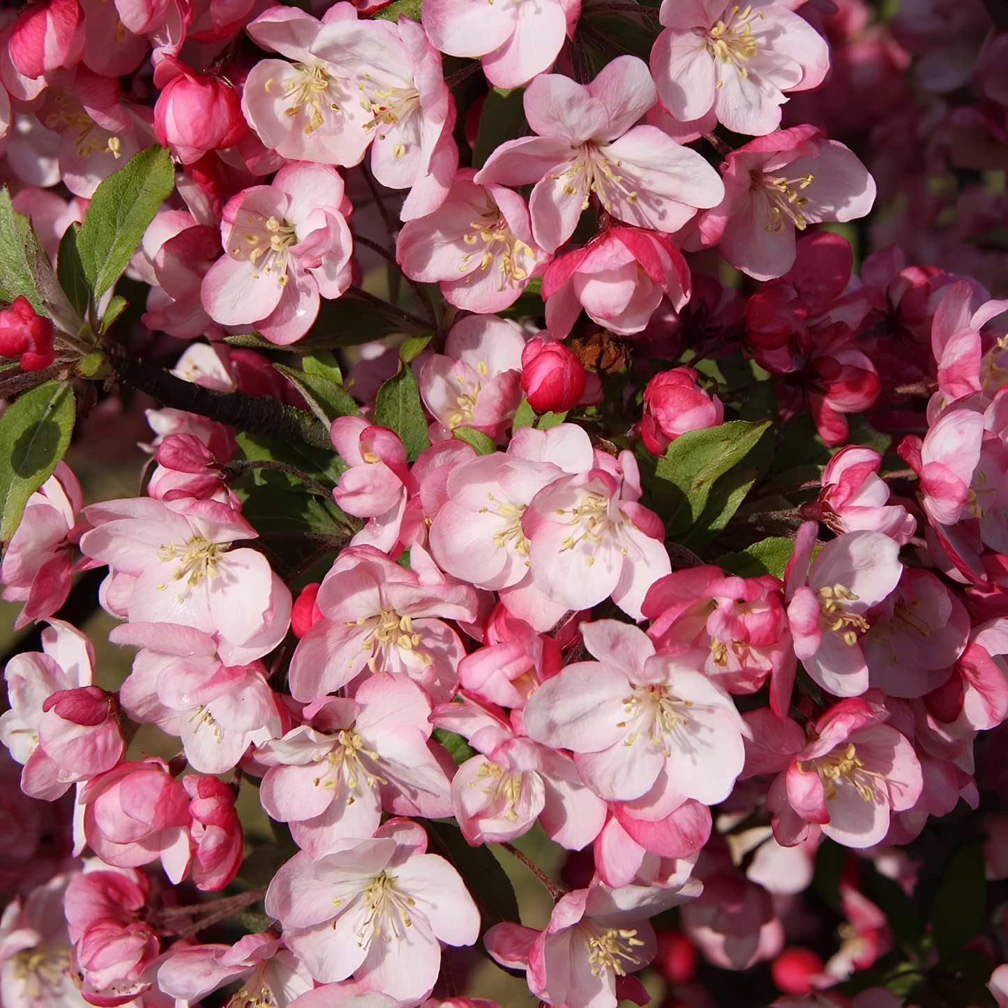 Close-up of pink flowering crabapples or similar blossoms with green leaves and yellow stamens, photographed outdoors in natural light.