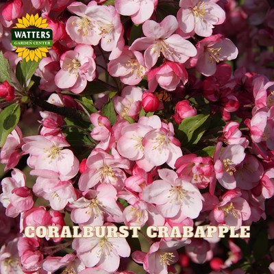 Close-up of coralburst crabapple flowers in soft pink and white with green leaves, featuring a Watters Garden Center logo and the text 'CORALBURST CRABAPPLE' over the photo.