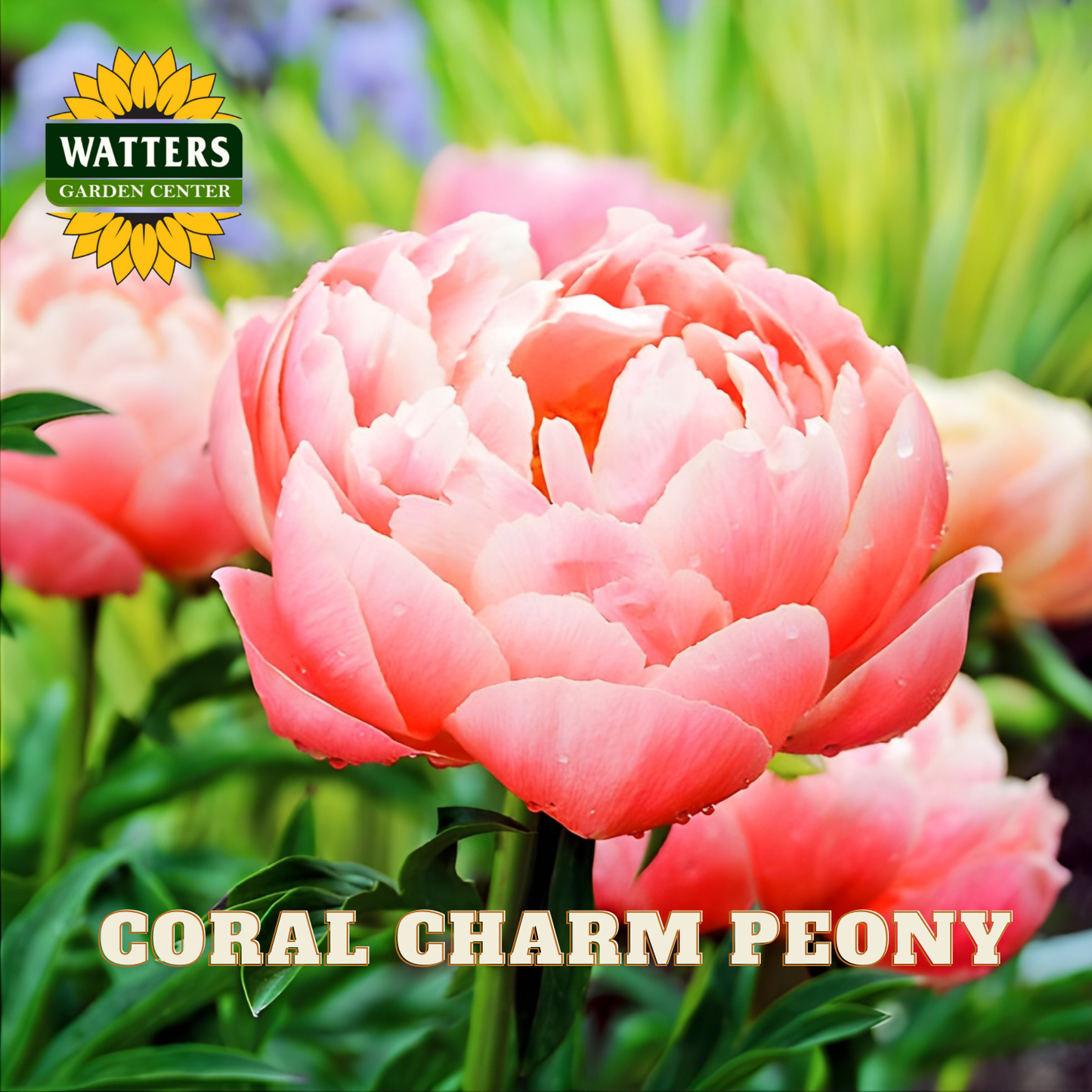 Pink coral charm peony flower with Watters Garden Center logo in the corner.