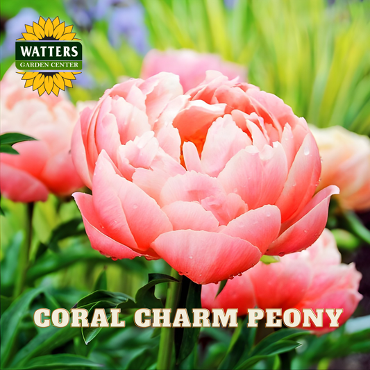 Pink coral charm peony flower with Watters Garden Center logo in the corner.