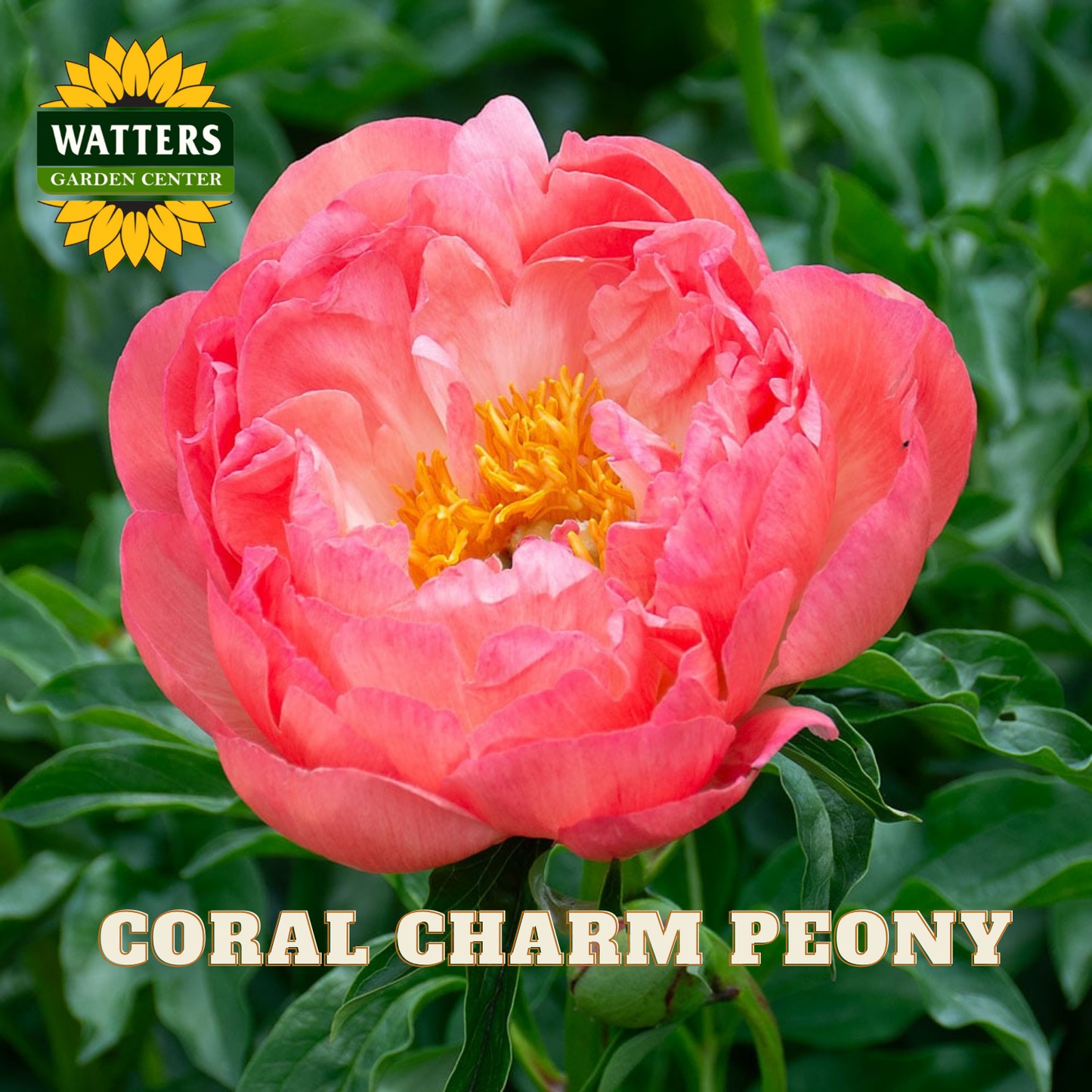 Coral charm peony flower with Watters Garden Center logo