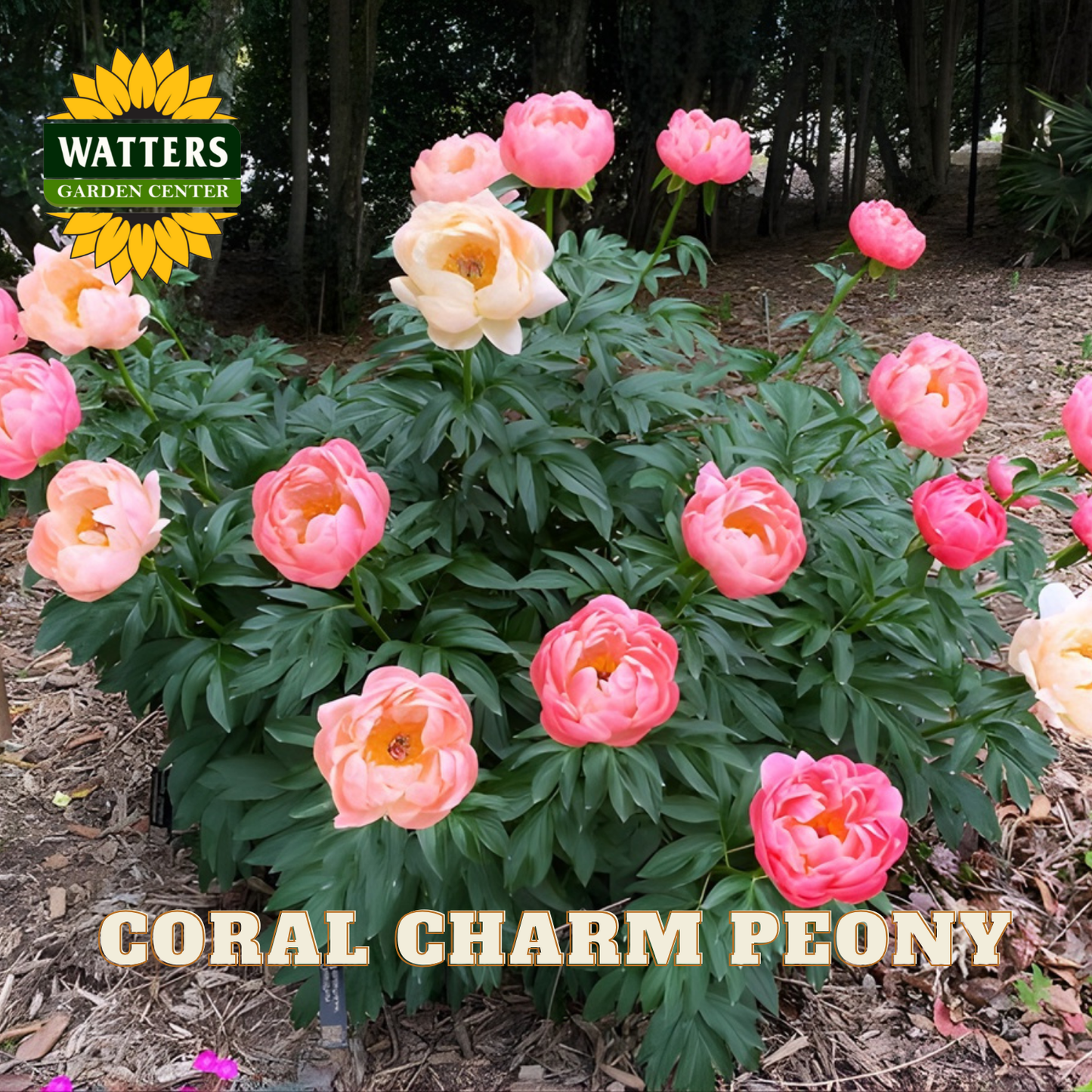Coral Charm Peony plant with pink and peach flowers in a garden setting, featuring Watters Garden Center logo.