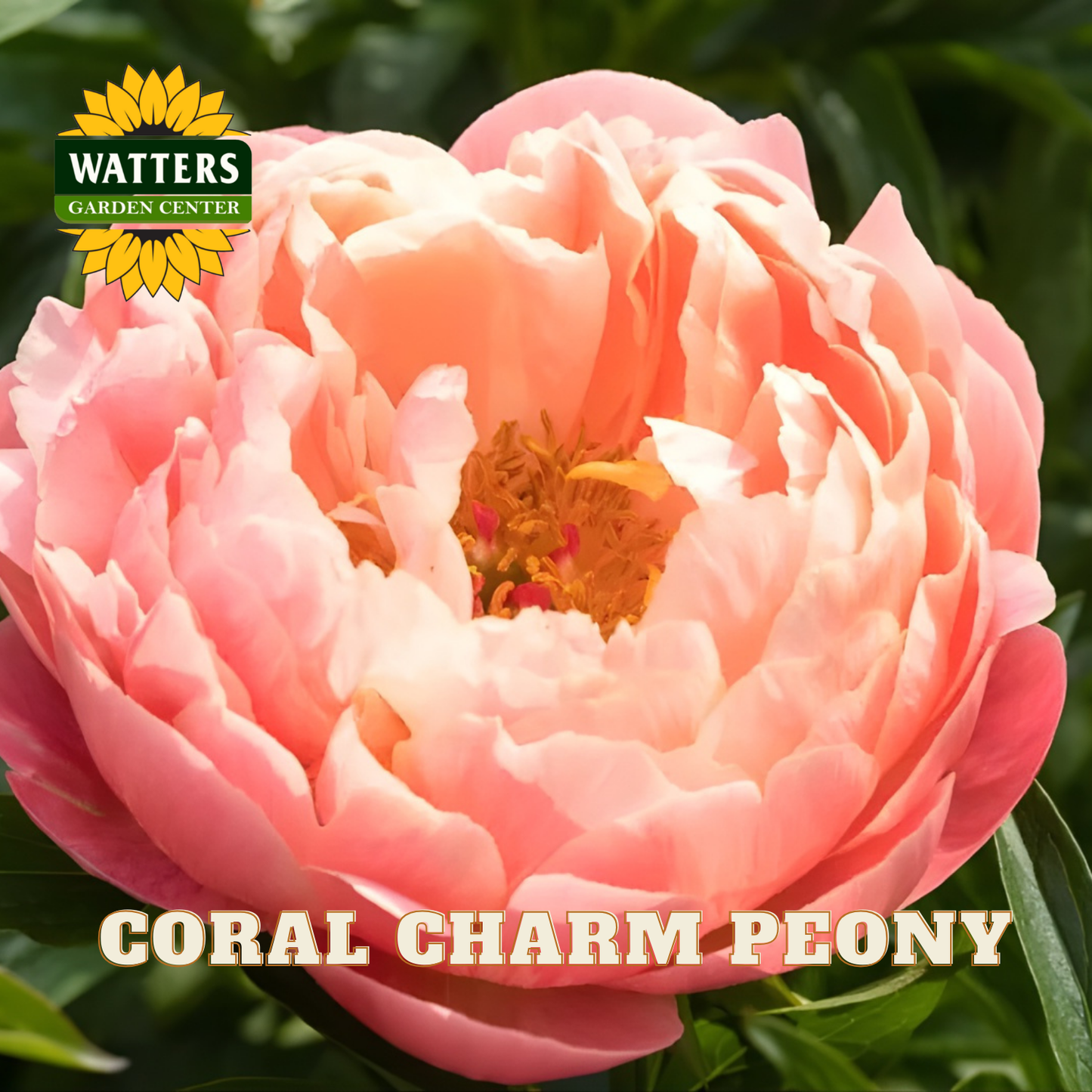 Coral charm peony with Watters Garden Center logo