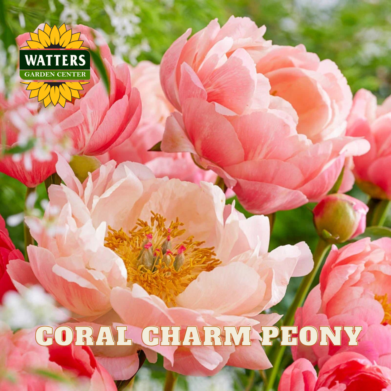 Coral charm peony flowers with Watters Garden Center logo
