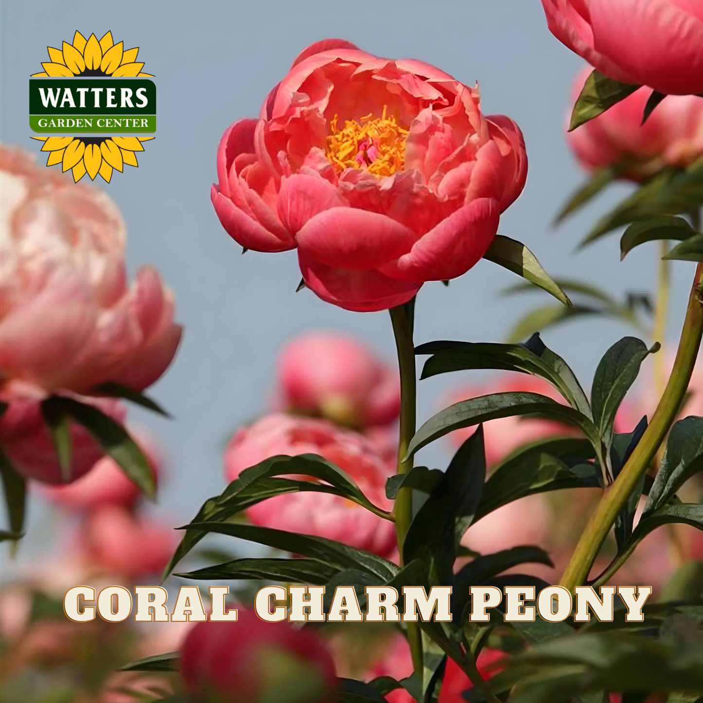 Coral charm peony flower with Watters Garden Center logo