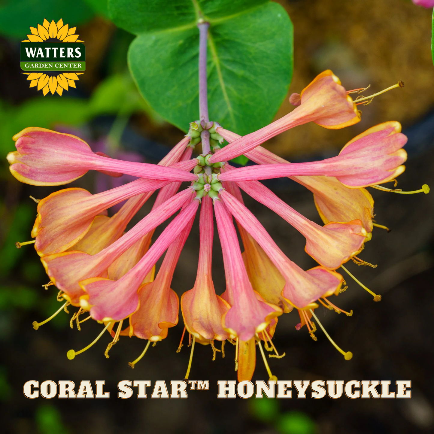 Coral Star Honeysuckle flower with Watters Garden Center branding.