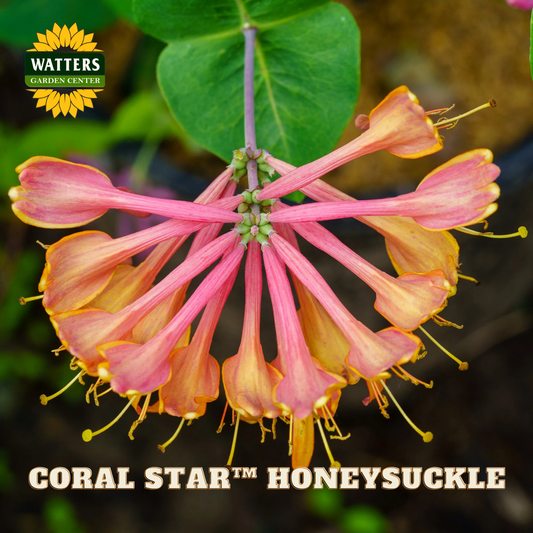 Coral Star Honeysuckle flower with Watters Garden Center branding.