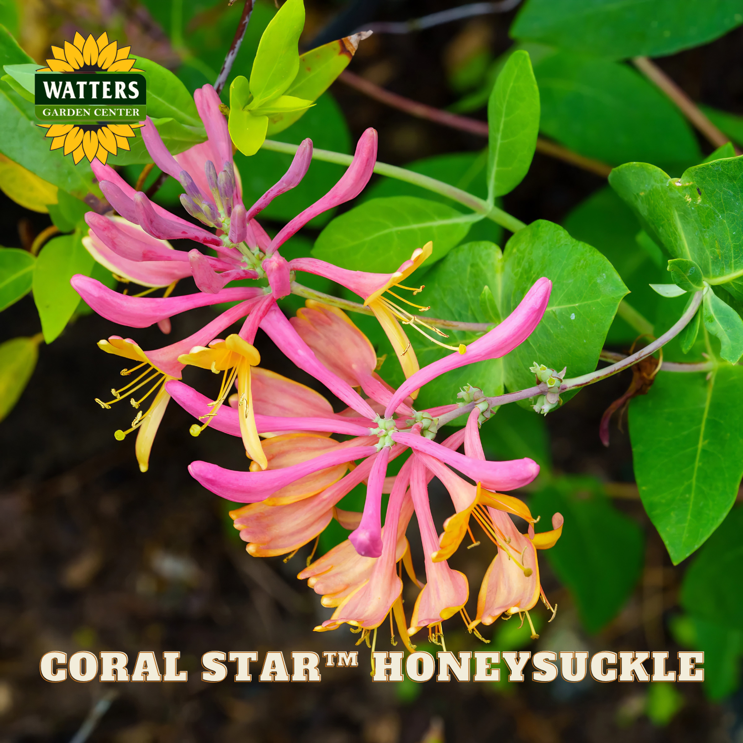 Coral Star Honeysuckle with Watters Garden Center logo