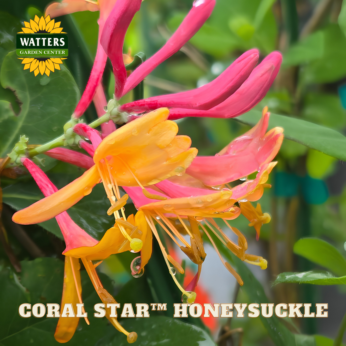 Coral Star Honeysuckle flowers with Watters Garden Center logo.