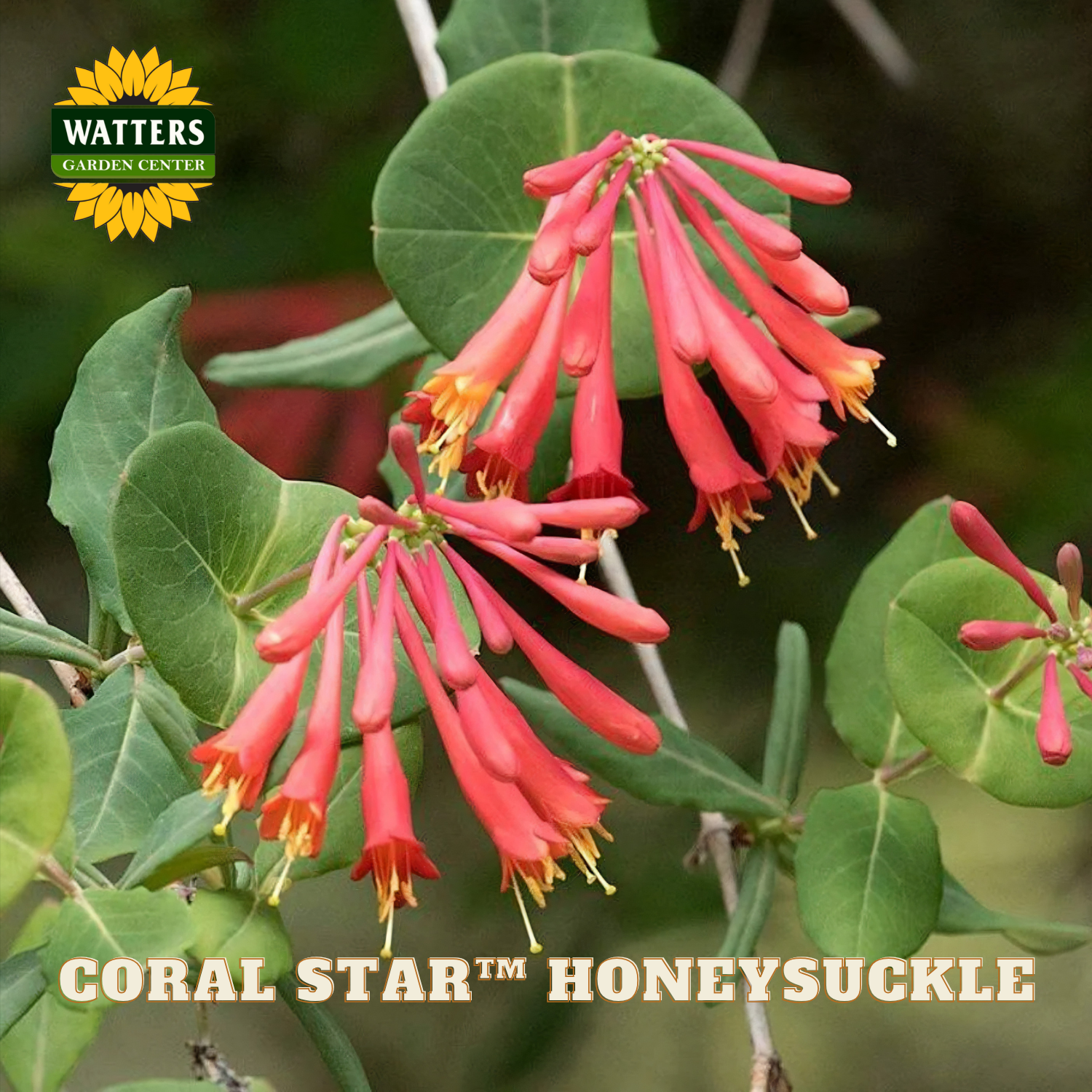 Coral star honeysuckle flowers with green leaves and Watters Garden Center logo.