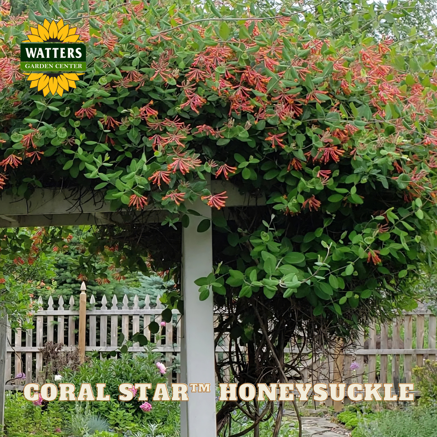 Coral Star Honeysuckle plant with green leaves and red flowers growing over a wooden pergola, with Watters Garden Center branding.