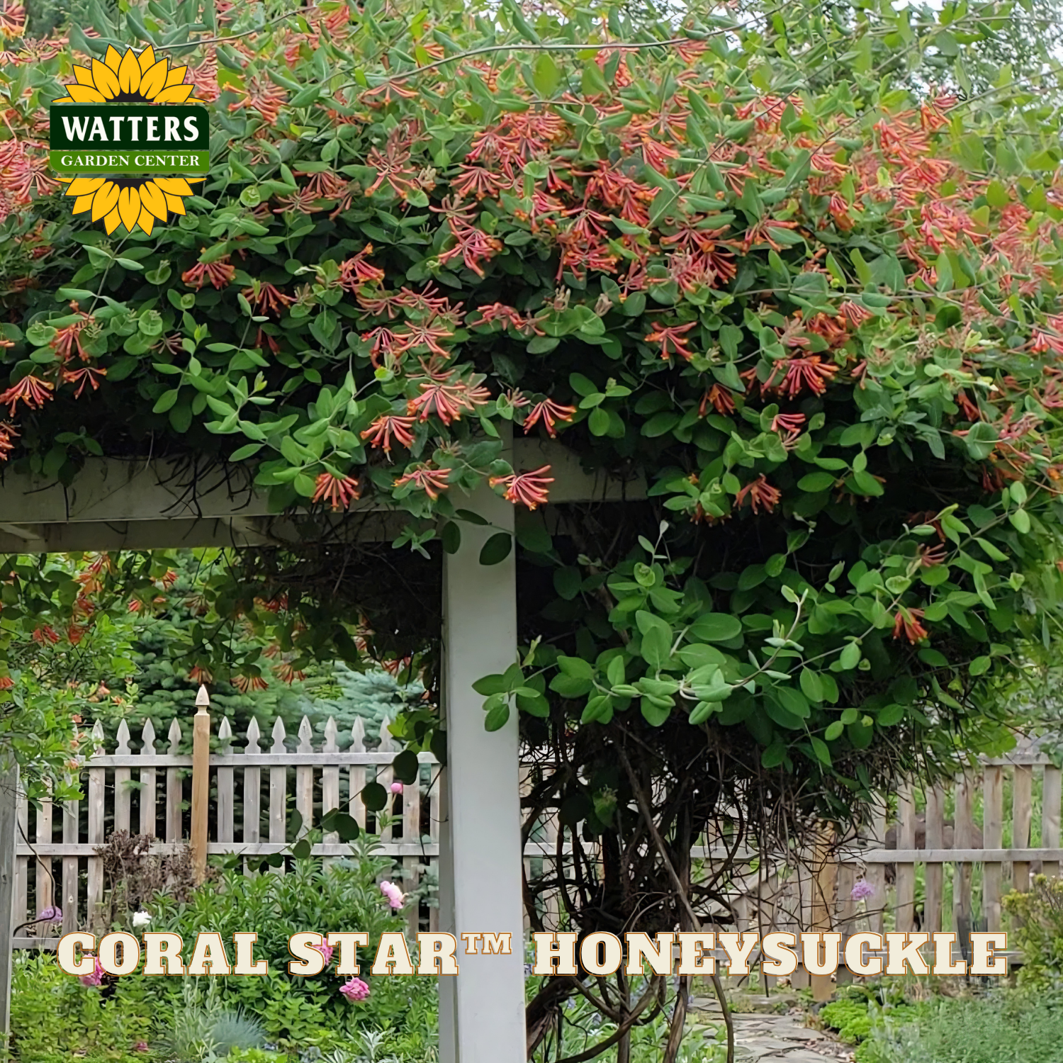 Coral Star Honeysuckle plant with green leaves and red flowers growing over a wooden pergola, with Watters Garden Center branding.