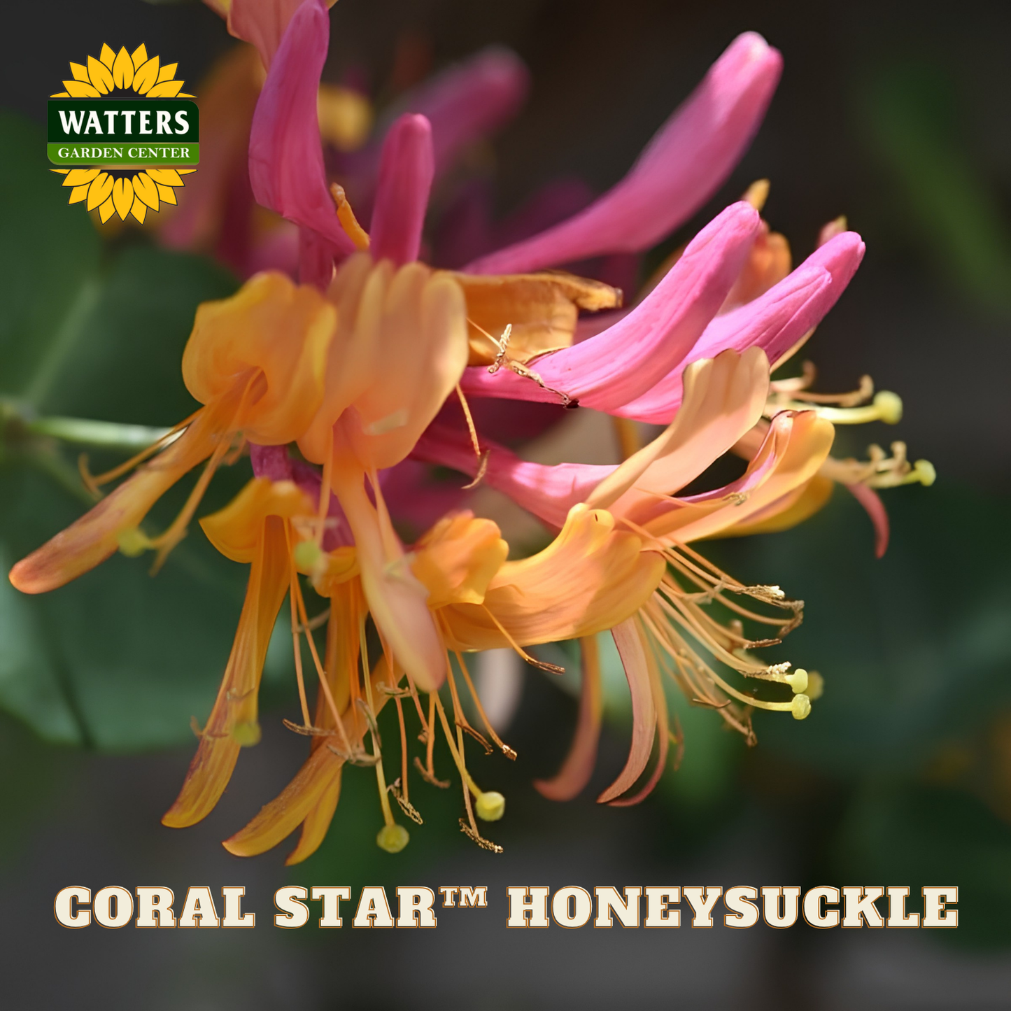 Coral Star Honeysuckle flowers with Watters Garden Center logo.