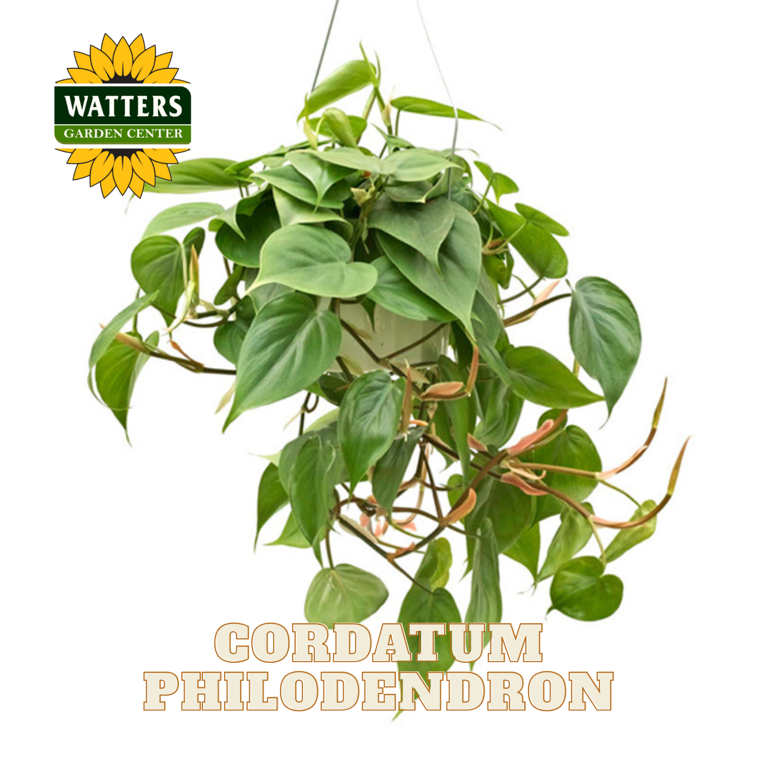 Hanging green plant with 'Watters Garden Center' logo and 'Cordatum Philodendron' text on a white background