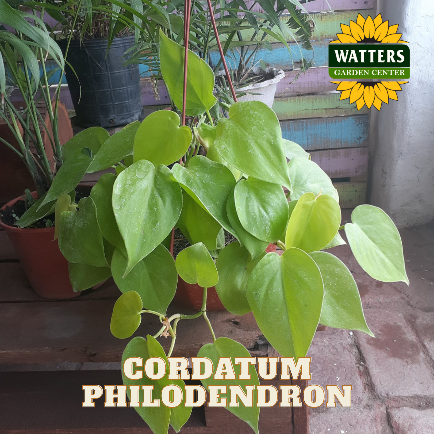 Green philodendron plant with 'Watters Garden Center' logo in the corner.
