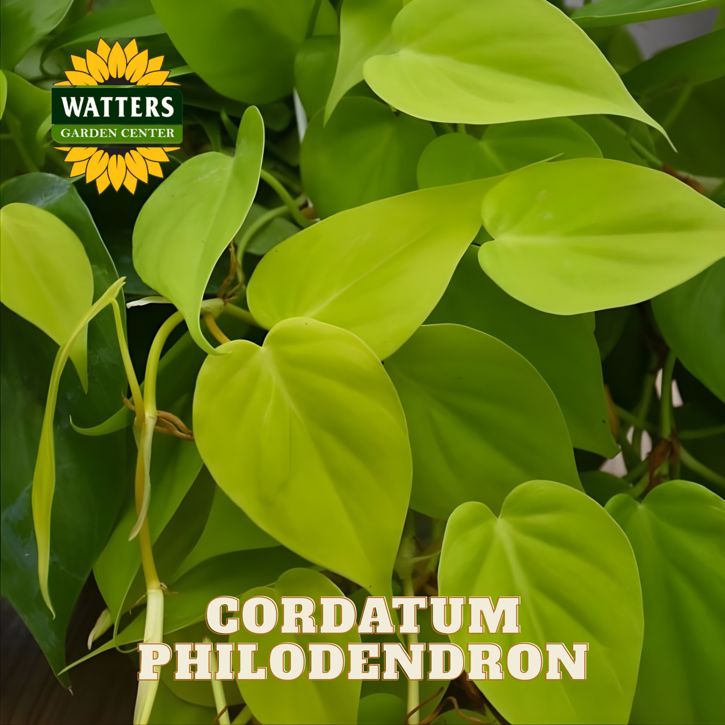 Green philodendron plant with Watters Garden Center logo