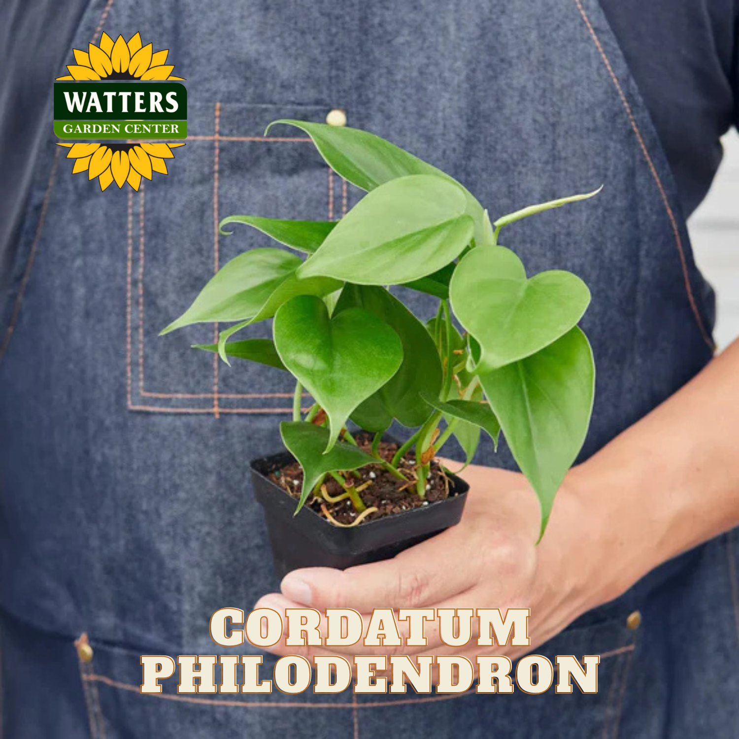 Person holding a potted Cordatum Philodendron plant with Watters Garden Center logo.