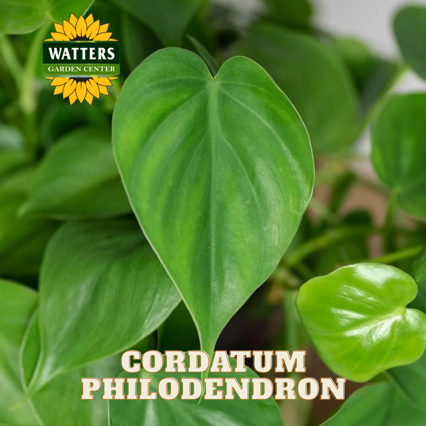 Green leaves of a Cordatum Philodendron with Watters Garden Center logo.
