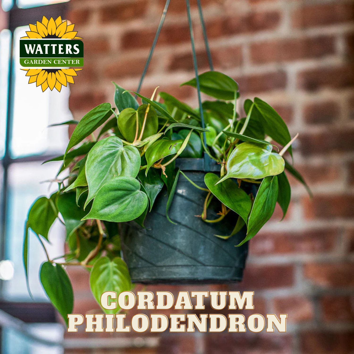 Hanging potted plant with 'Watters Garden Center' logo and 'Cordatum Philodendron' text against a brick wall.