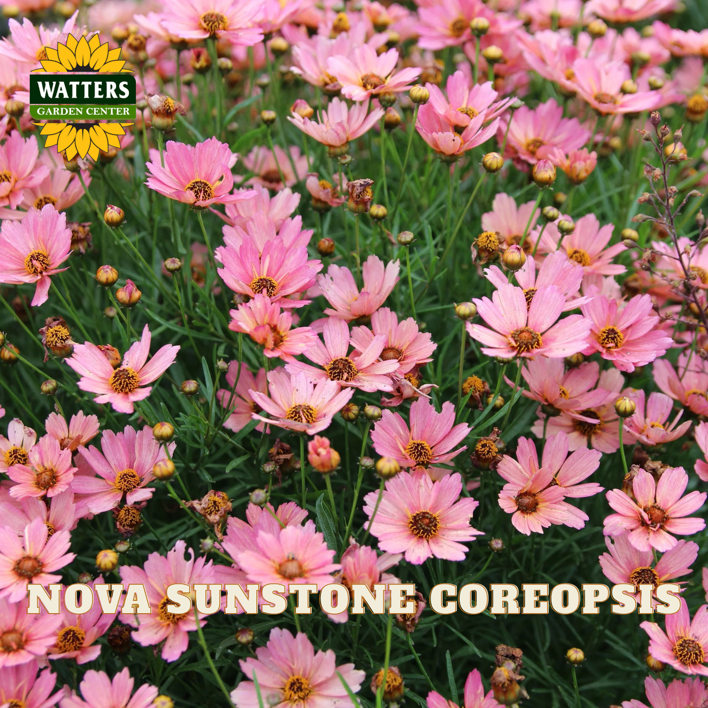 Pink Coreopsis flowers blooming densely with green foliage, featuring a Watters Garden Center logo and 'NOVA SUNSTONE COREOPSIS' text overlay.