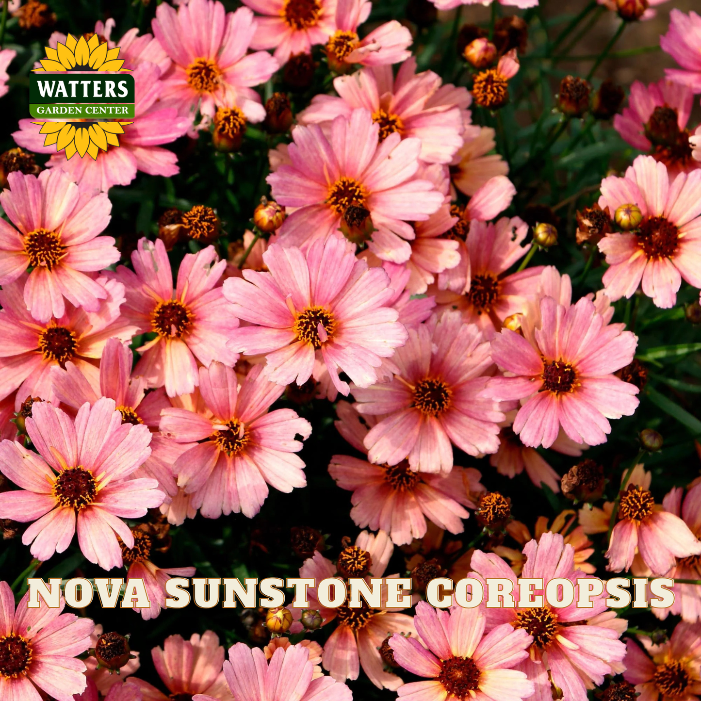 A close-up of blooming pink coreopsis flowers with dark brown centers and green foliage, with the text 'NOVA SUNSTONE COREOPSIS' and a 'WATTERS GARDEN CENTER' logo overlaid on the image.