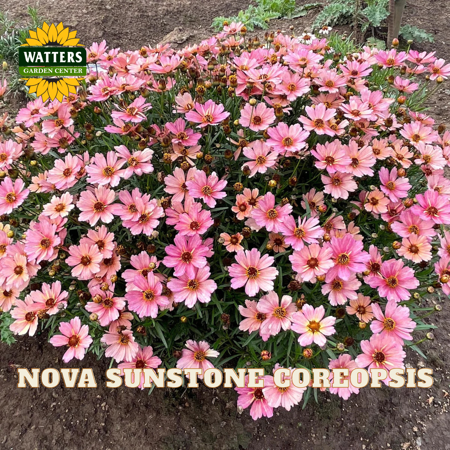 A dense cluster of pink coreopsis flowers blooming in a garden bed, with the Watters Garden Center logo in the top-left corner and the text 'NOVA SUNSTONE COREOPSIS' at the bottom.