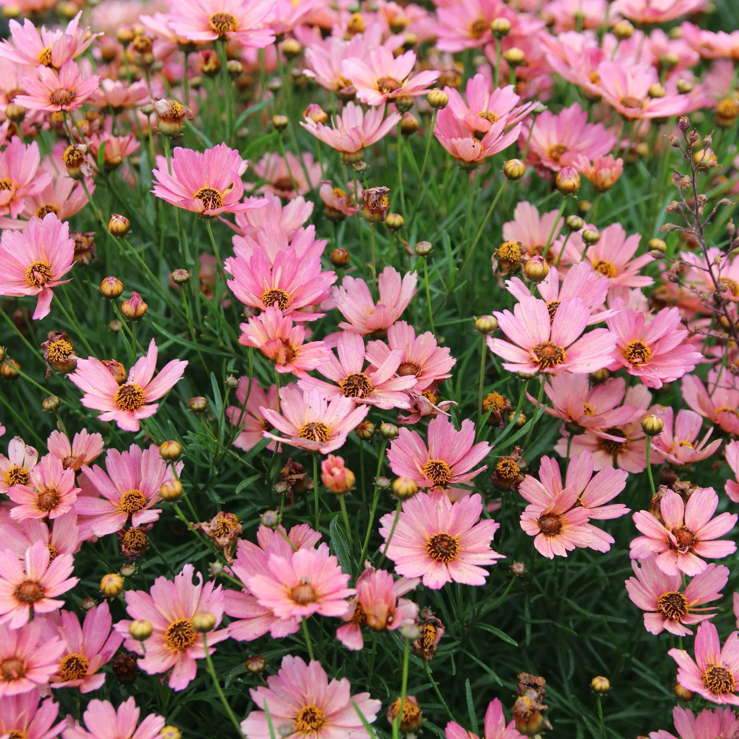 A dense patch of pink coreopsis flowers with green foliage and yellow-orange centers, photographed in full bloom.