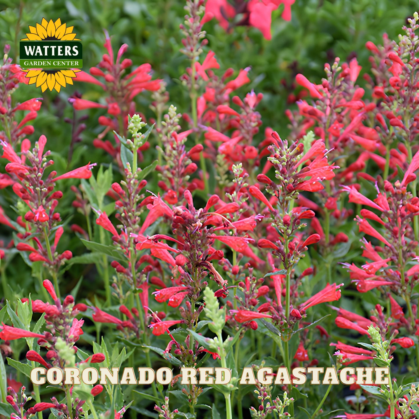 Red Agastache flowers with Watters Garden Center branding