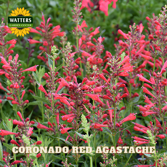 Red Agastache flowers with Watters Garden Center branding