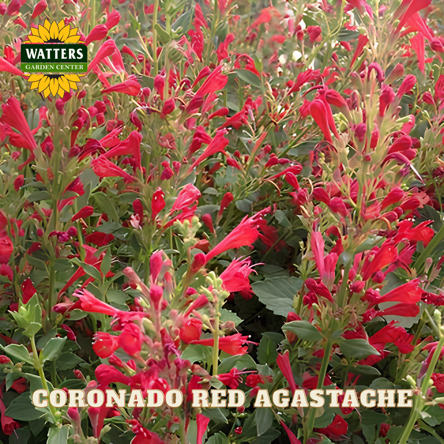 Red Agastache plants with Watters Garden Center branding